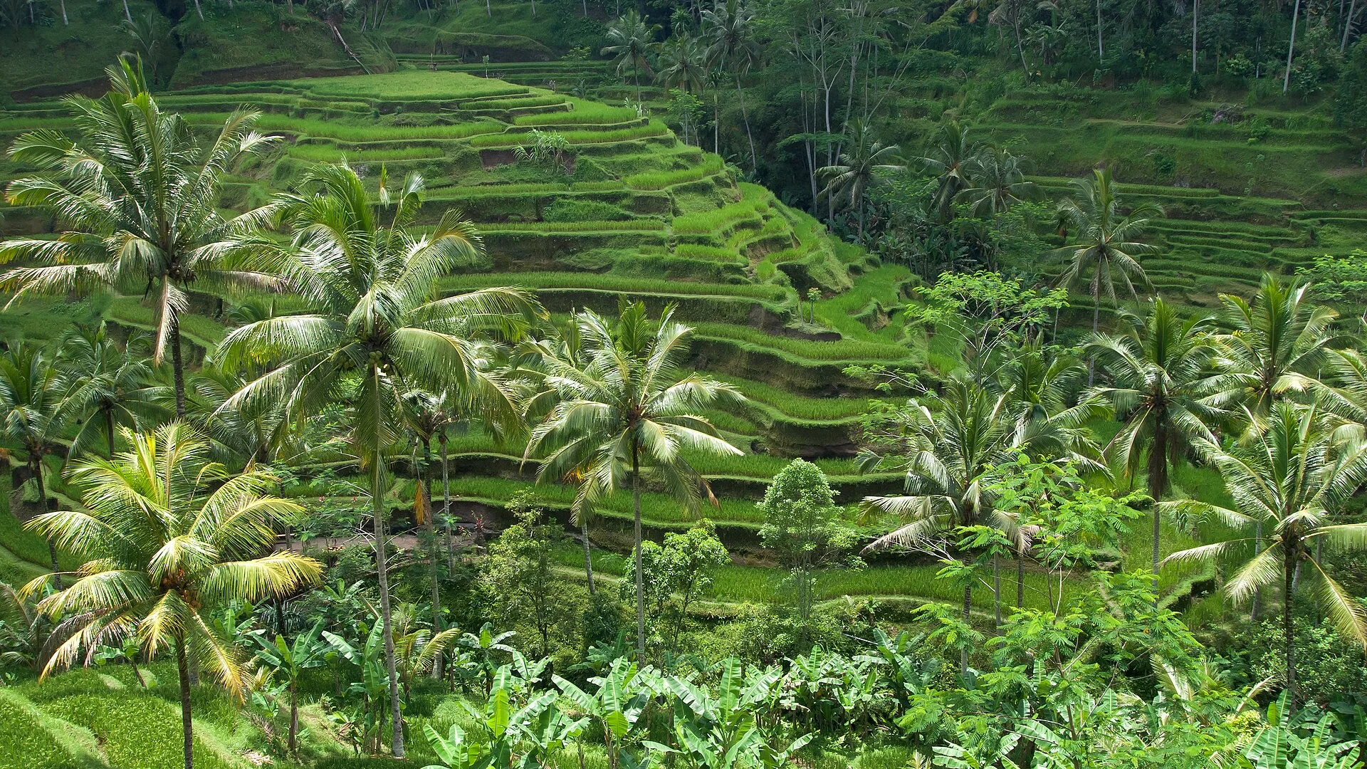 Meilleure eSIM Indonésie et Bali 2026 : le comparatif des 6 fournisseurs